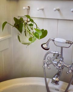 pothos in bathroom, home decor, easy house plants