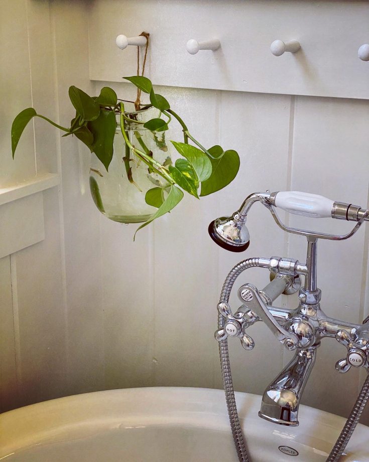 propagating pothos plant hanging in clear glass vase in master bathroom