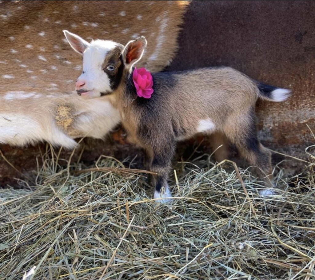 nigerian dwarf goat, dairy goat, baby goat, doeling