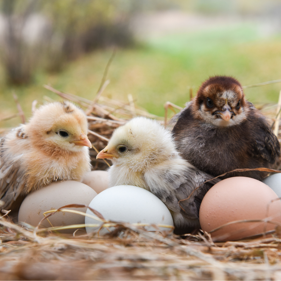chicks, baby chickens, laying hens, homestead