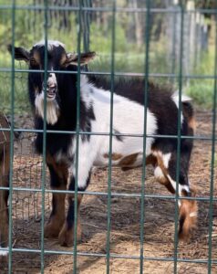 broken buckskin nigerian dwarf goats