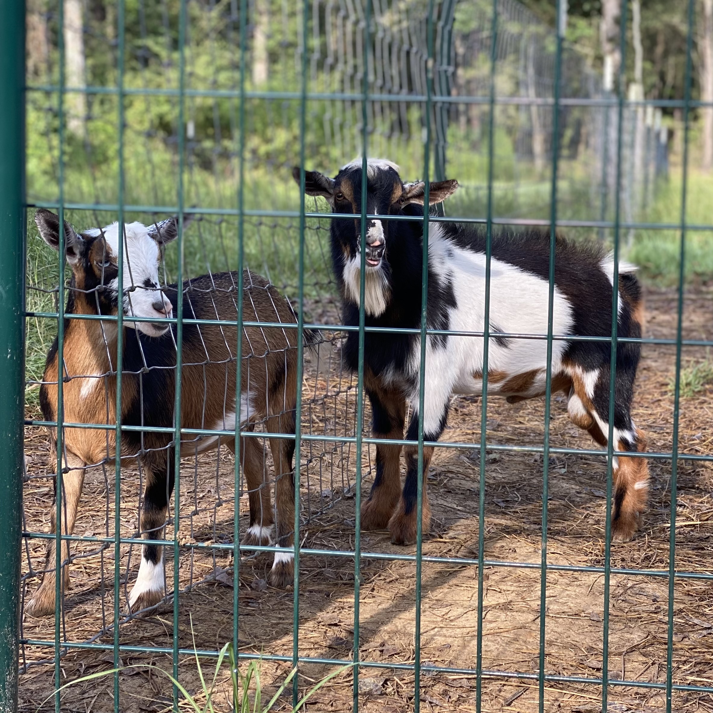 broken buckskin nigerian dwarf goats