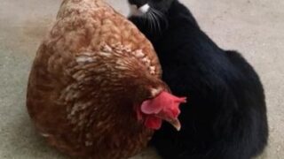 tuxedo cat and red chicken snuggling during storm on concrete