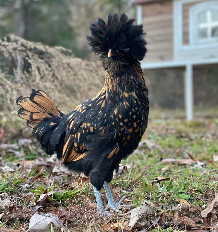golden laced polish pullet standing on grass in front of wooden chicken coop